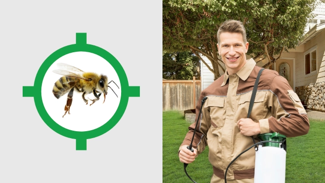 Bee Control Near Me