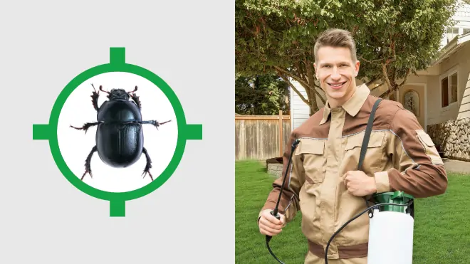 Beetle Control Near Me