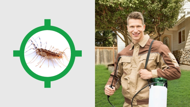 Centipede Control Near Me