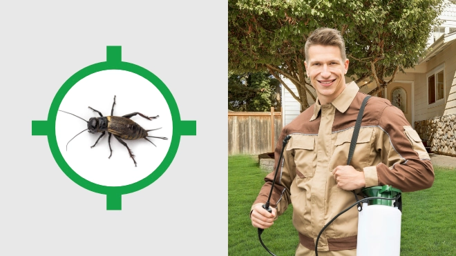 Cricket Control Near Me