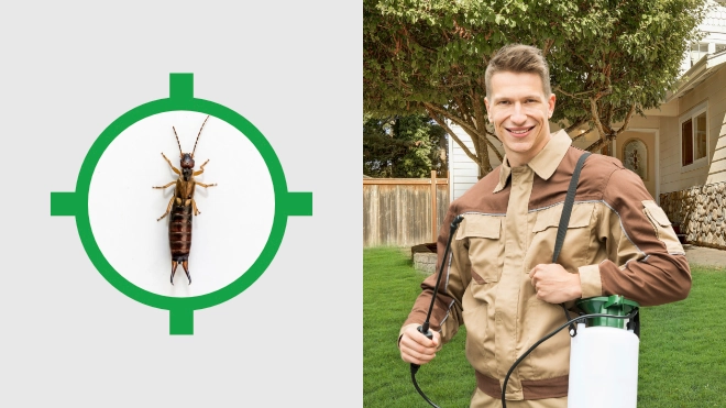 Earwig Control Near Me