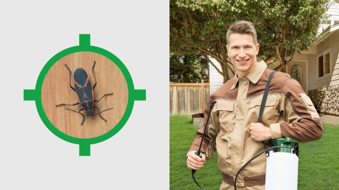 Elder Bug Control Near Me