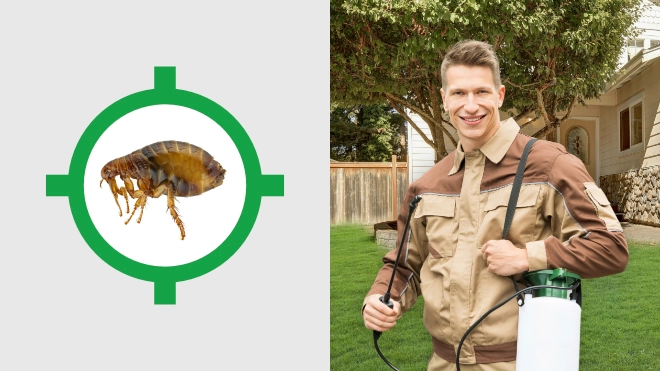 Flea Control Near Me