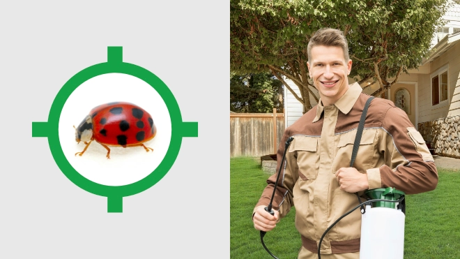 Ladybug Control Near Me