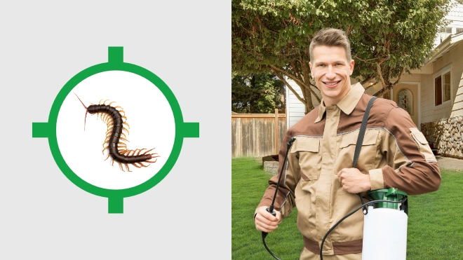 Millipede Control Near Me