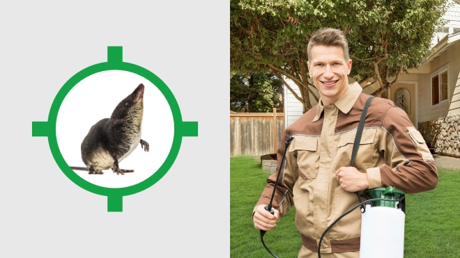 Mole & Vole Control Near Me