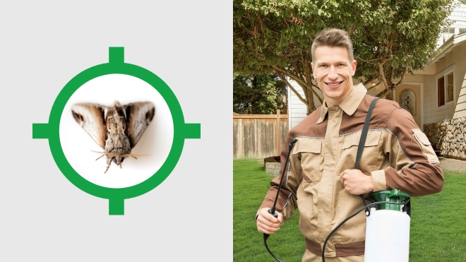 Moth Control Near Me