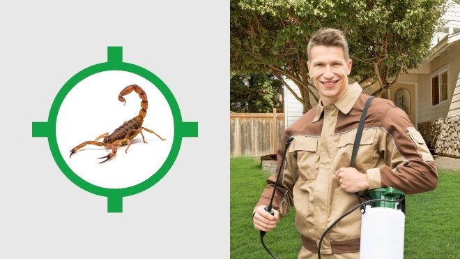 Scorpion Control Near Me