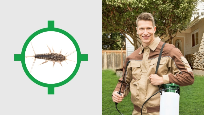 Silverfish Control Near Me