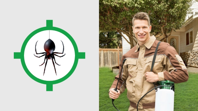 Spider Control Near Me