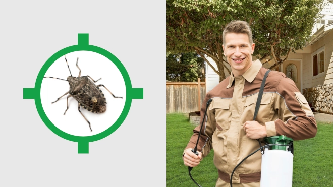 Stink Bug Control Near Me