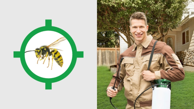 Wasp Control Near Me